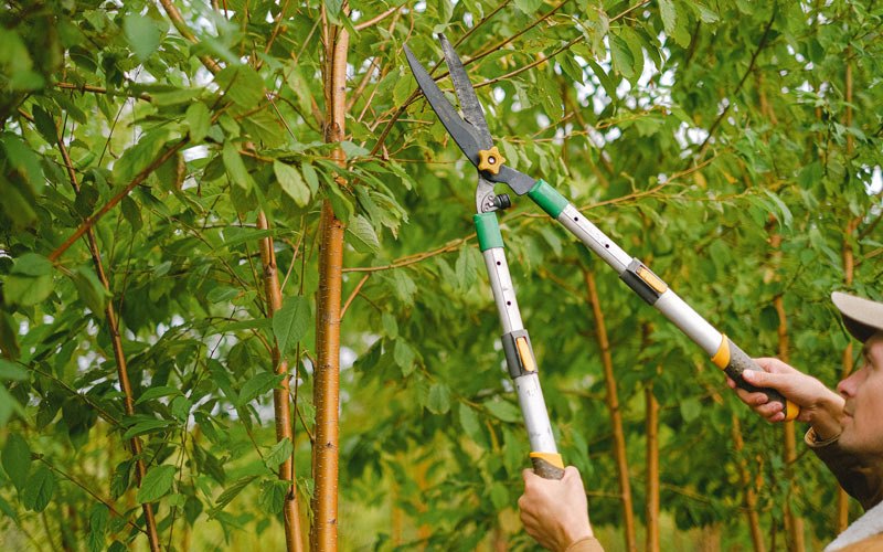 Tree trimming in Arion, IA